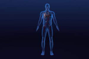 ikukids-coeur-corps-humain-vaisseaux-sangins-circulation-sanguine-artere-veine-organes