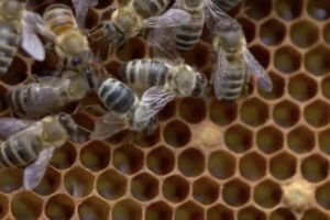 ikukids-abeille-abeilles-ruche-insecte-pollinisateur-animal-nature-miel-confiteur-fleur-fleurs-pollinisation