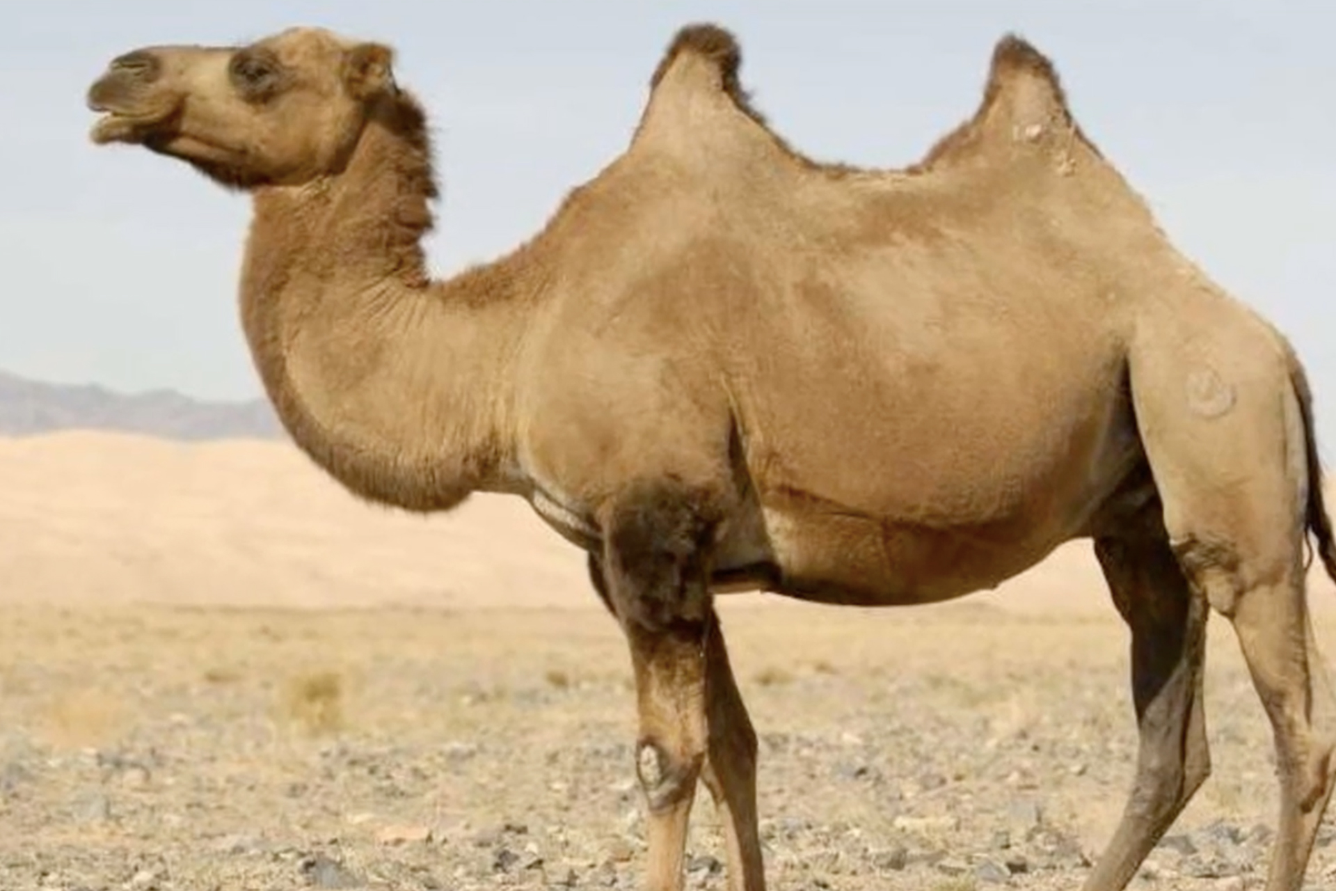 Pourquoi les chameaux et les dromadaires n'ont pas le même nombre de bosses  ?