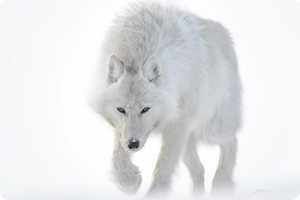 ikukids-vincent-munier-photographe-animalier-arctique-neige-polaire