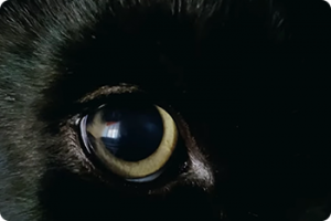 ikukids-panthere-felin-animal-oeil-noir