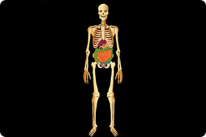 ikukids-corps-humain-squelette-organes-appareil-respiratoire-digestif-urinaire