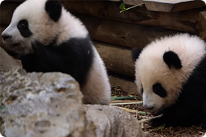ikukids-jumelles-bebe-panda-Huanlili-Yuandudu-6-mois-zoo-Beauval