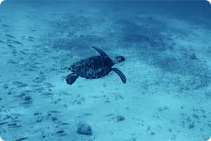 ikukids-karim-iliya-tortues-plongee-polynesie