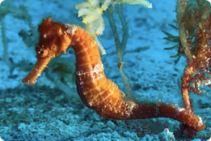 ikukids-hippocampe-cozumel-mexique-plongee-sous-marine-cheval-de-mer