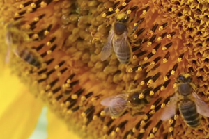 ikukids-pollinisation-du-tournesol-par-les-abeilles